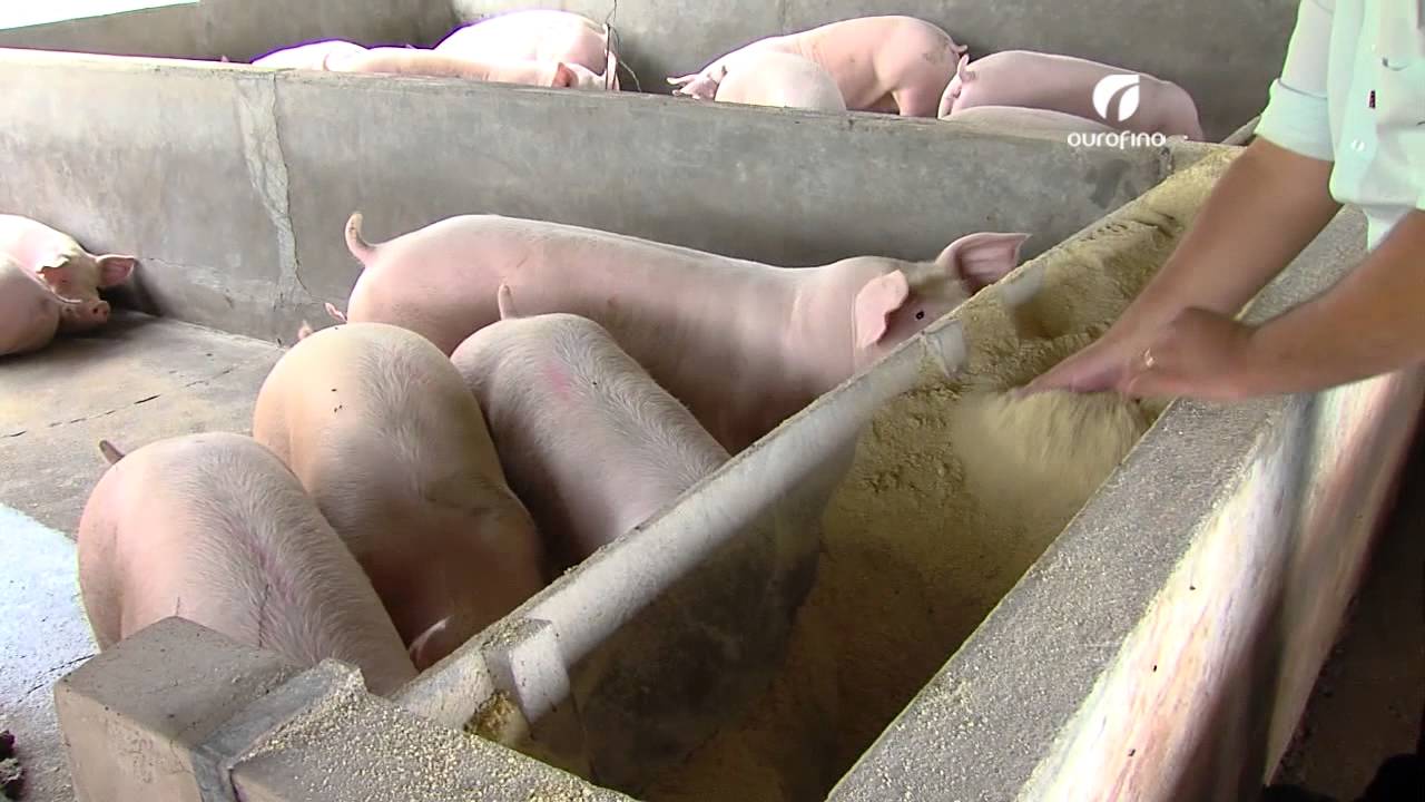 17/07/2014 - Suinocultura na Fazenda Sertãozinho (MG) - Ourofino em Campo