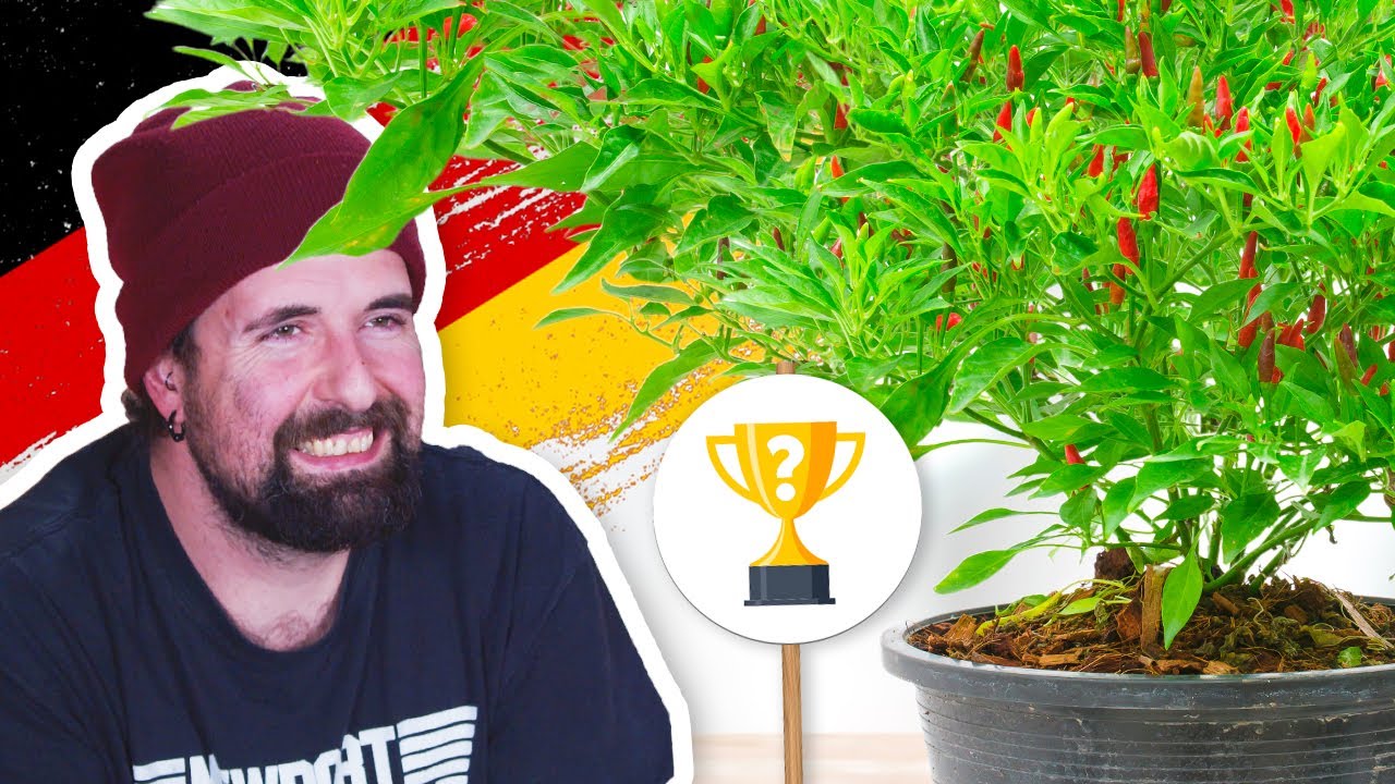 Chili CHALLENGE 2024 | Ich züchte die größte CHILI Pflanze DEUTSCHLANDS