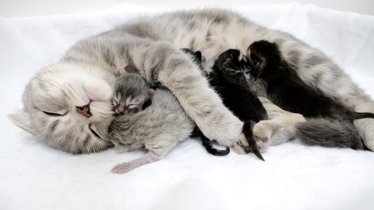 Lulu's kittens were born
