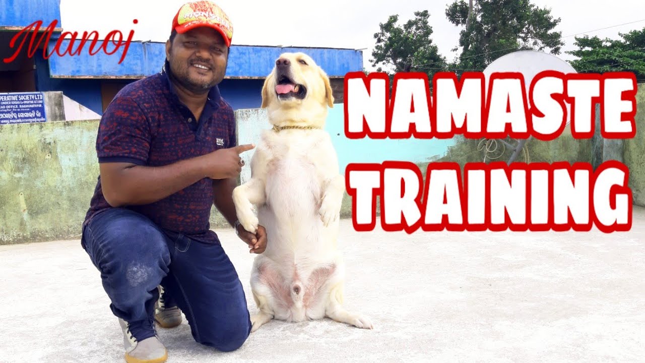 How to train your dog Namaste  ||  Mr Manoj