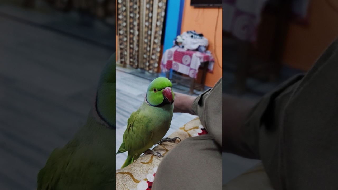 #parrotlover #love #beautiful #birds #cuteparrot #talkingparrot #nonstoptalkingparrot #shorts .