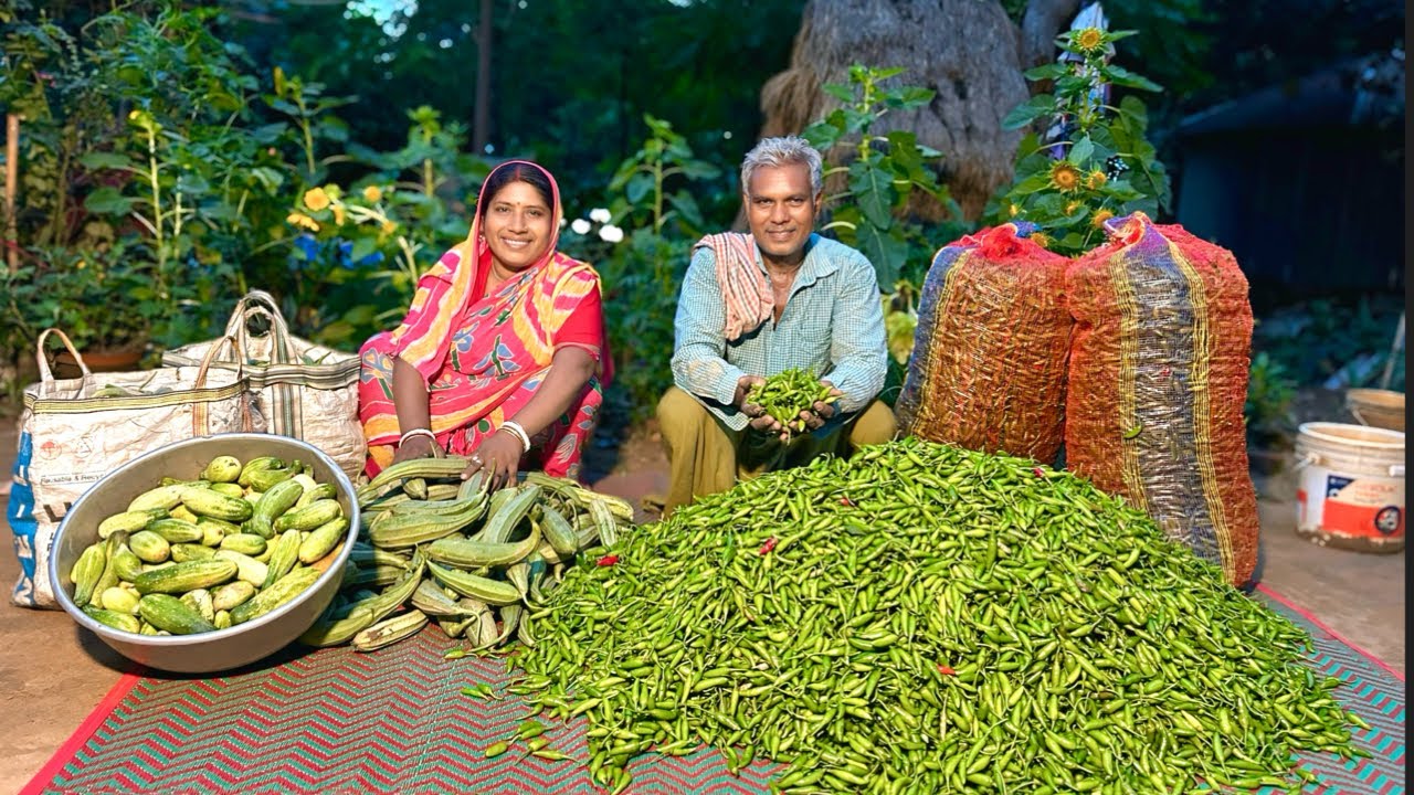 ক্ষেতের ফসল ভালো হলে চাষির মন এমনিতেই ভালো হয়ে যায় । Farm fresh vegetables collecting for selling
