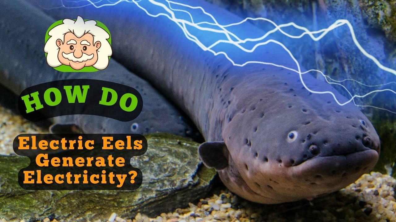 How Do Electric Eels Generate Electricity?