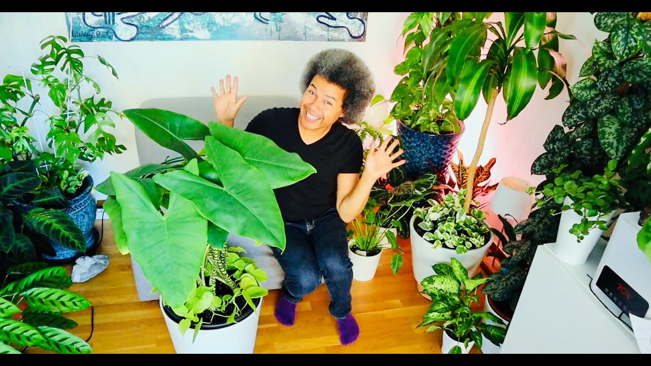 How to Repot, Rejuvenate & Underplant an Alocasia 'Zebrina' (Zebra Alocasia / Elephant Ear)