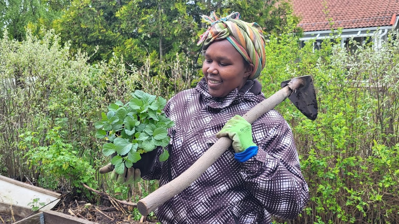 How to plant sukumawiki the kales