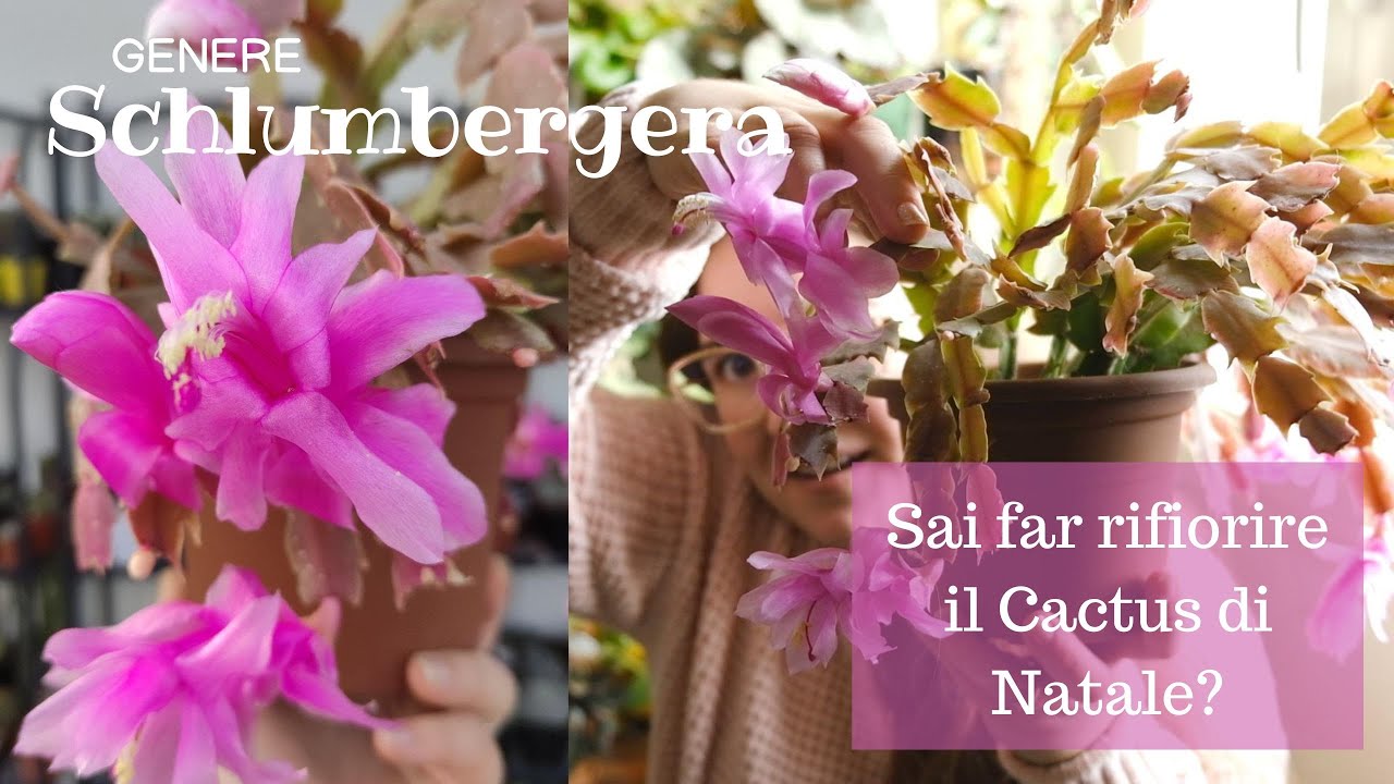 SCHLUMBERGERA: tutto quello che c'è da sapere sul Cactus di Natale! | #piantegrasse