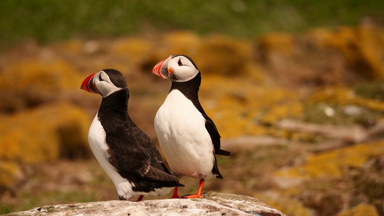 Puffins  Song and Dance