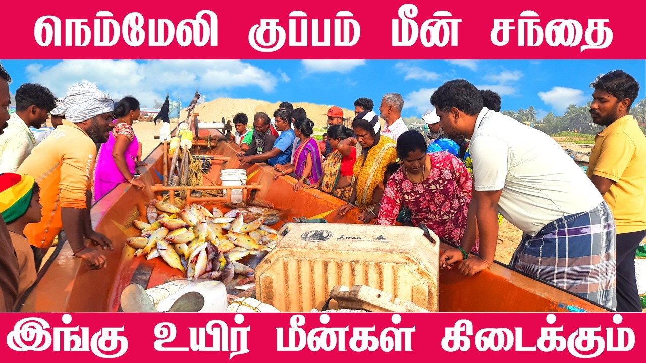 💥🍤நெம்மேலி குப்பம் மின் சந்தை கோவளம் அருகில்|இங்கு உயிர் மீன்கள் கிடைக்கும் #seafood  #viralvideos
