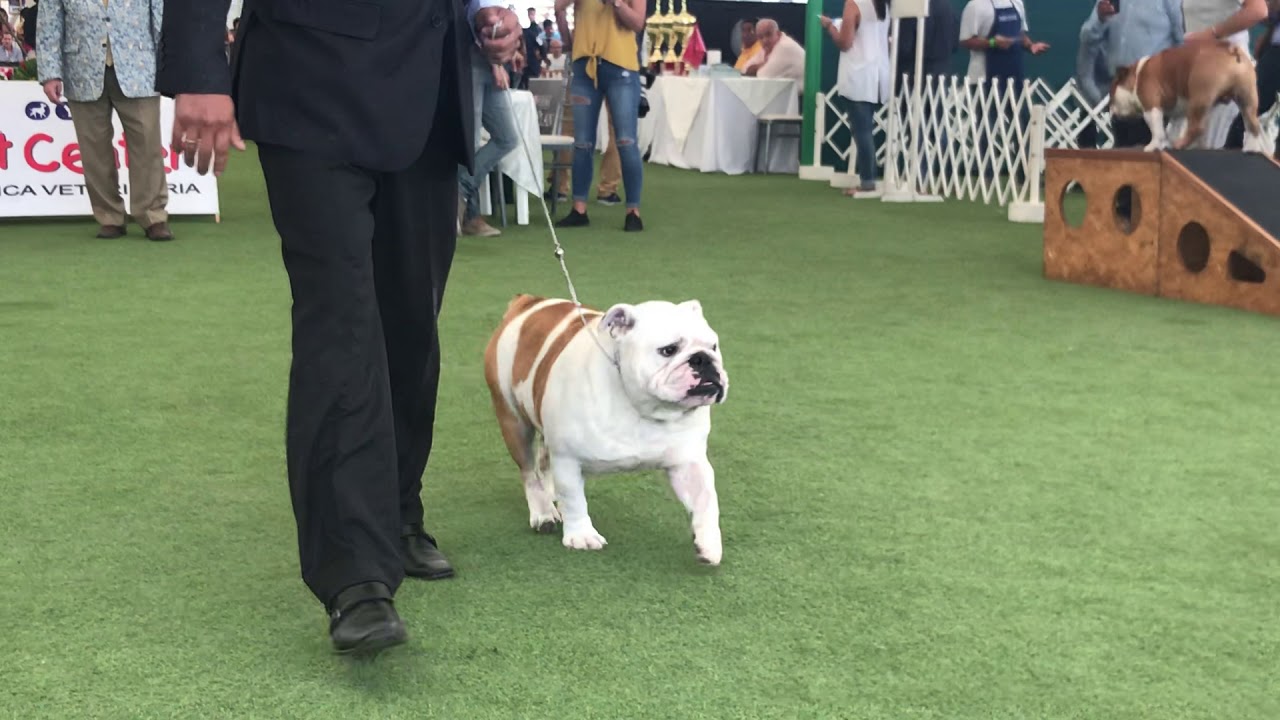 Bulldog Inglés Expo Lima Enero 2019 Machos Campeones Juez Canalizó USA