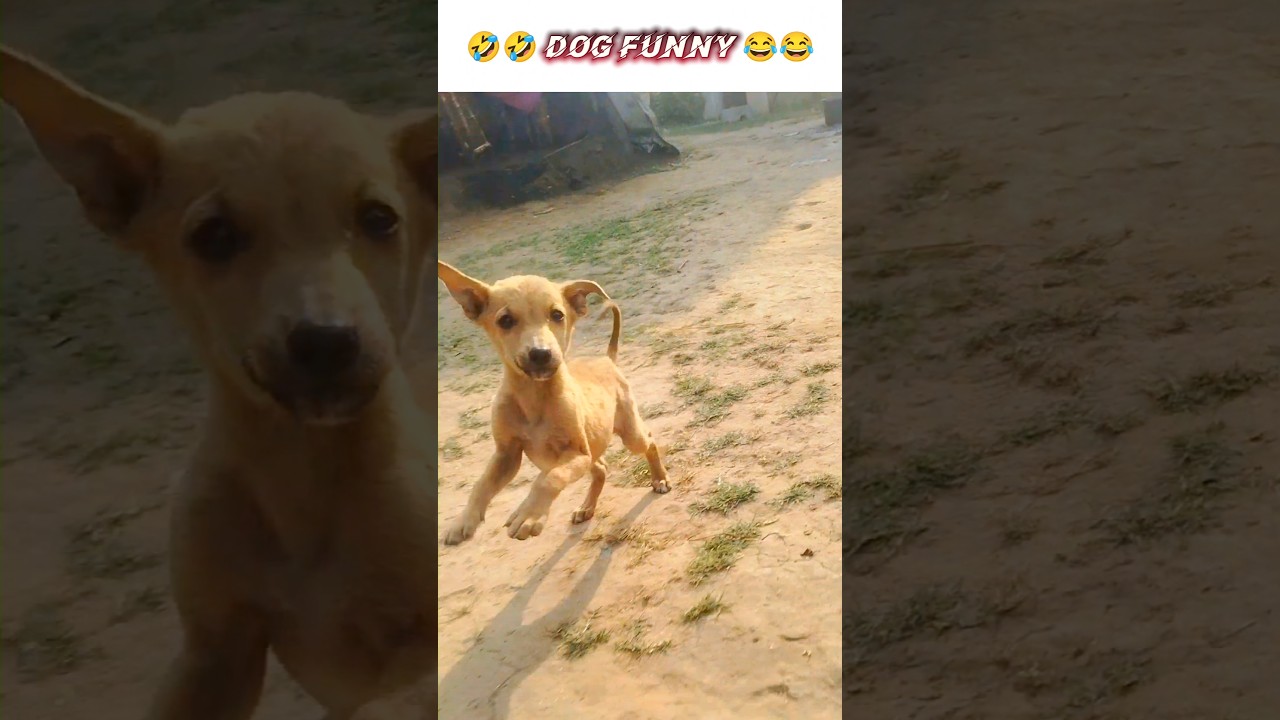 DOG FUNNY VIDEOS SHORTS || dog funny videos shorts || 