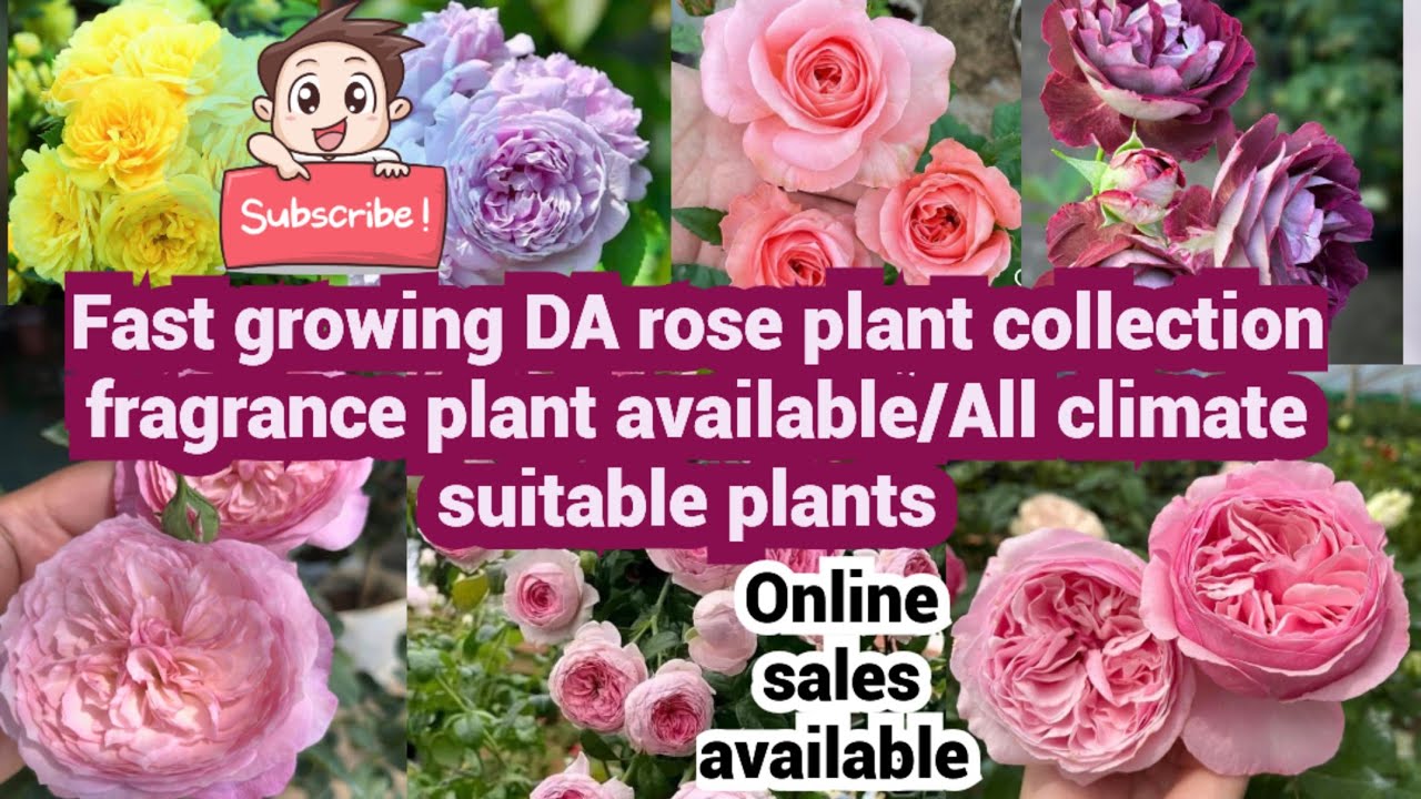 Fast growing DA rose plant collection fragrance plant available/ le ciel blue/ DA-24/ moncoeur