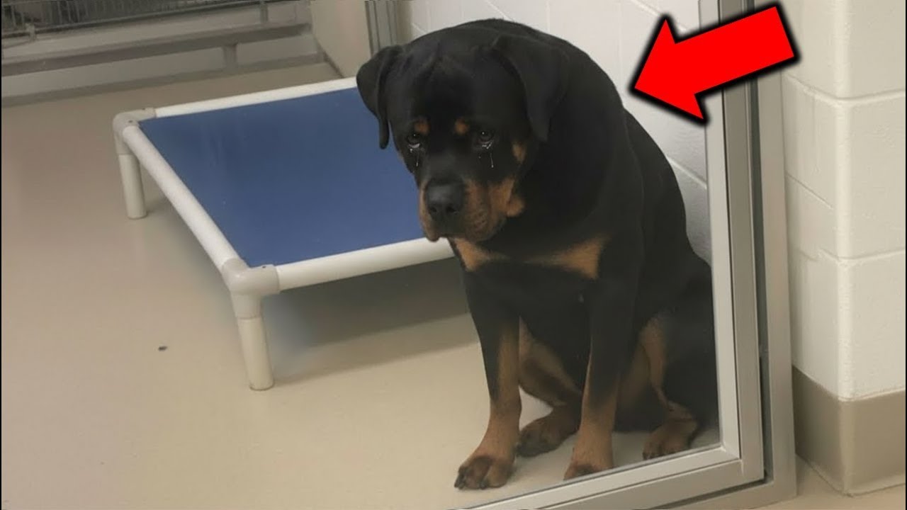 Waiting for a Miracle: How a Broken Dog Taught Me to Live Again