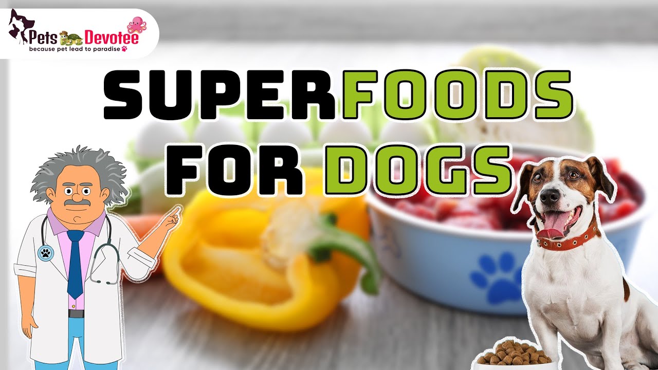 Healthy and Safe Foods for Dogs