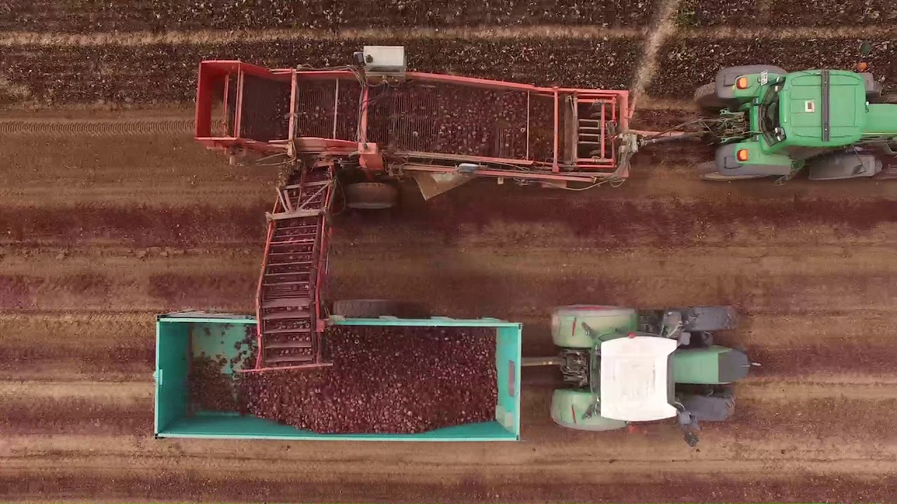 récolte oignons betteraves rouges JMA 2017