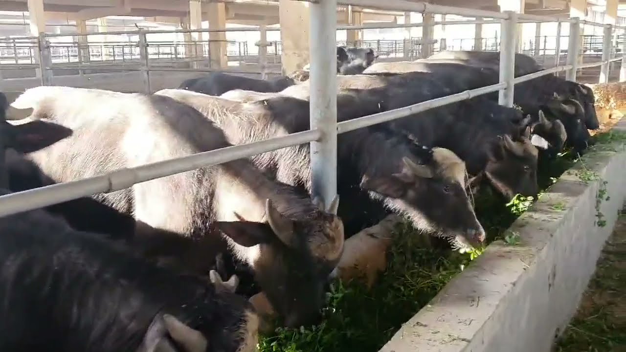 حقول الجاموس العراقي الفراتي الاصلي جميع السلالات الفاخرة🐃🐃