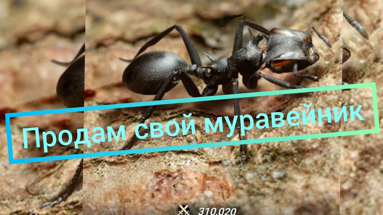 Моя база 15 к