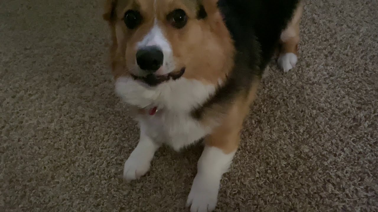 Corgi Zoomies #cute #corgis #corgi #puppy #dogs