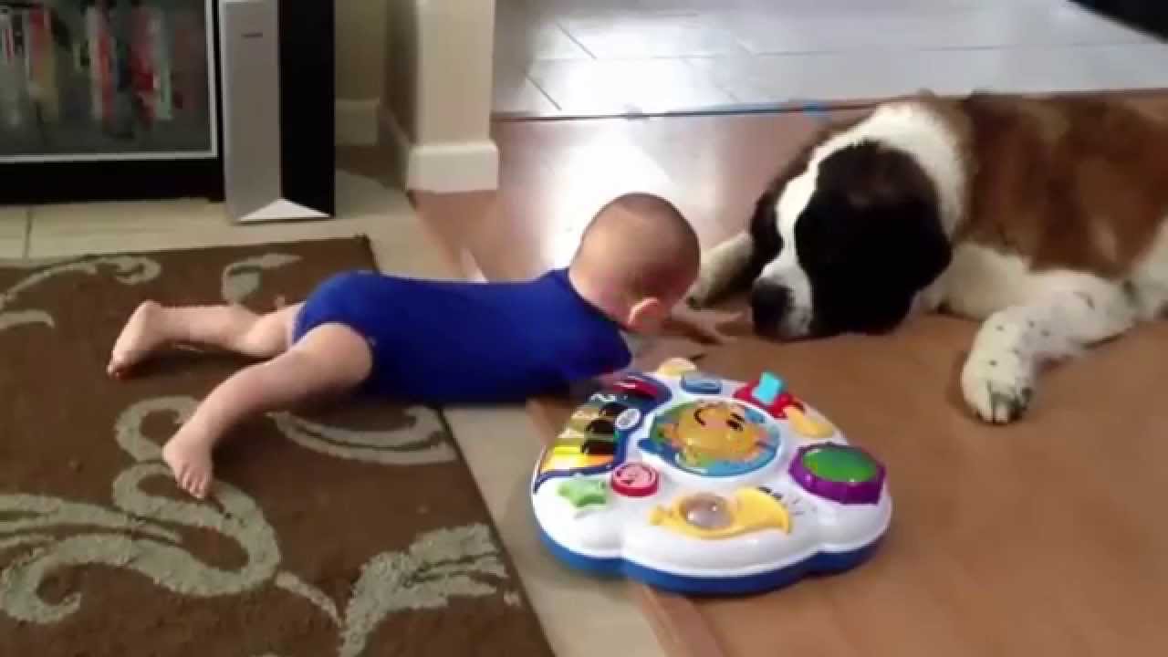 Gro&szlig;e Hunde spielen mit Babys Zusammenstellung