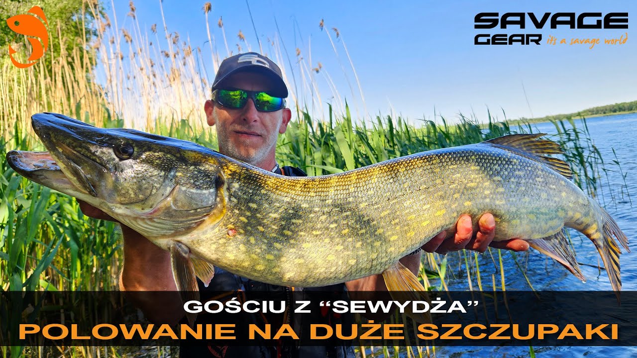 🔥💪 GOŚCIU Z 
