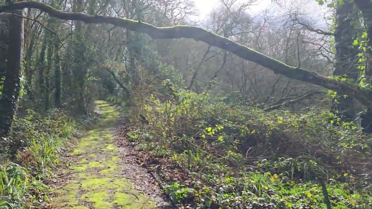 Gurnard Pines woodland walk.