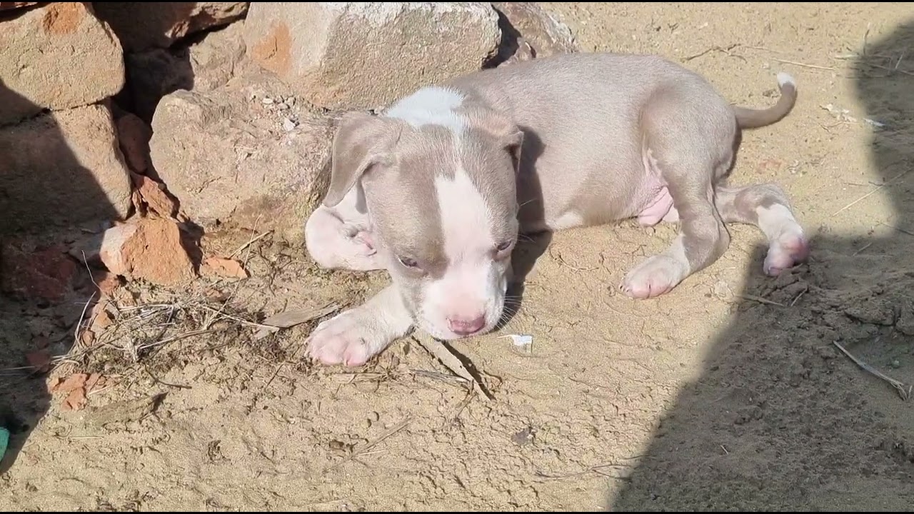 My New pitbull puppy blue eyes 👀
