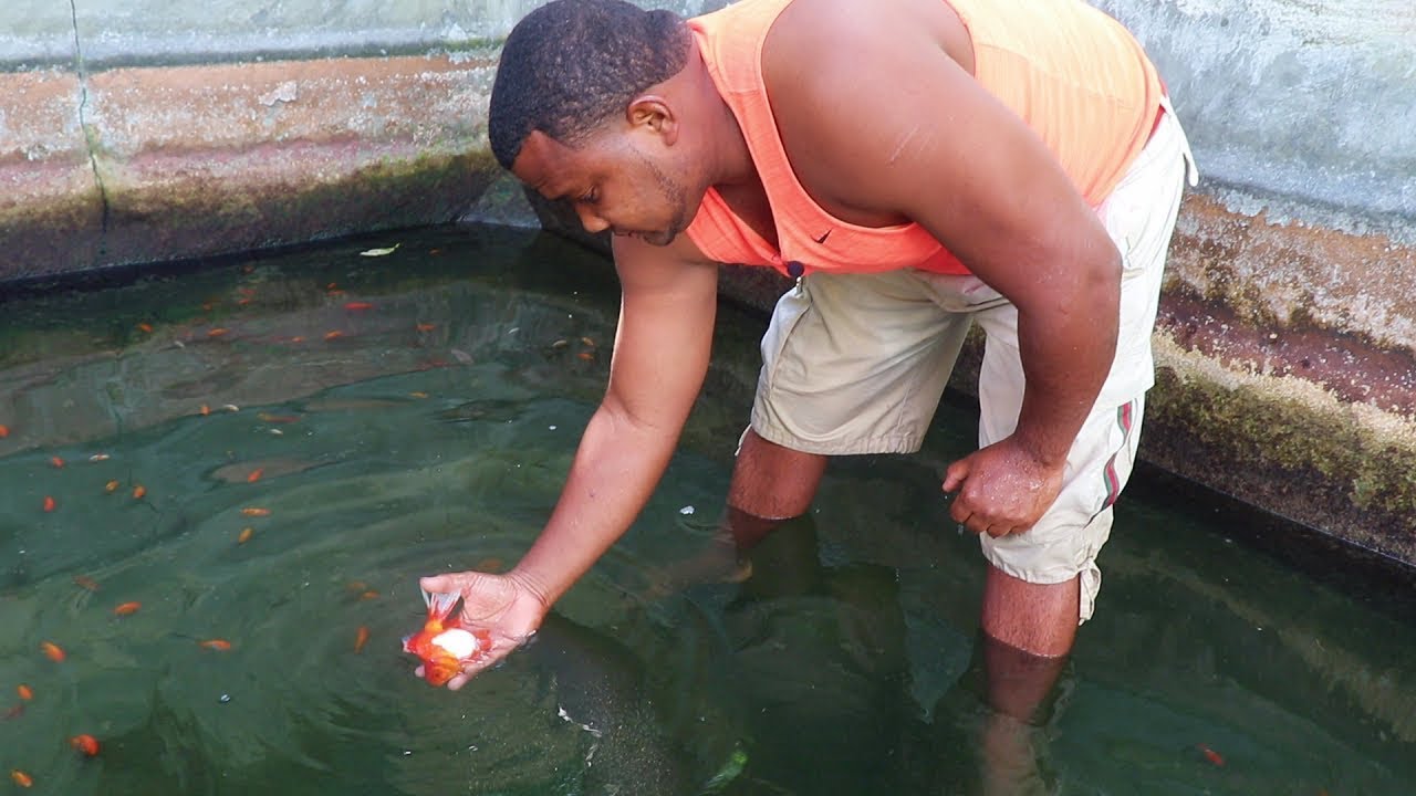 la peor enfermedad de los peces goldfish
