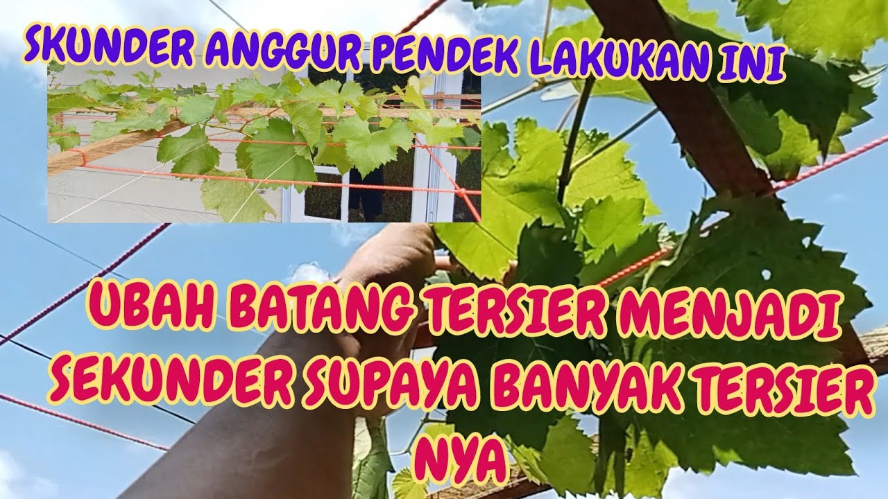 PERPANJANG BATANG SKUNDER ANGGUR DARI TERSIER