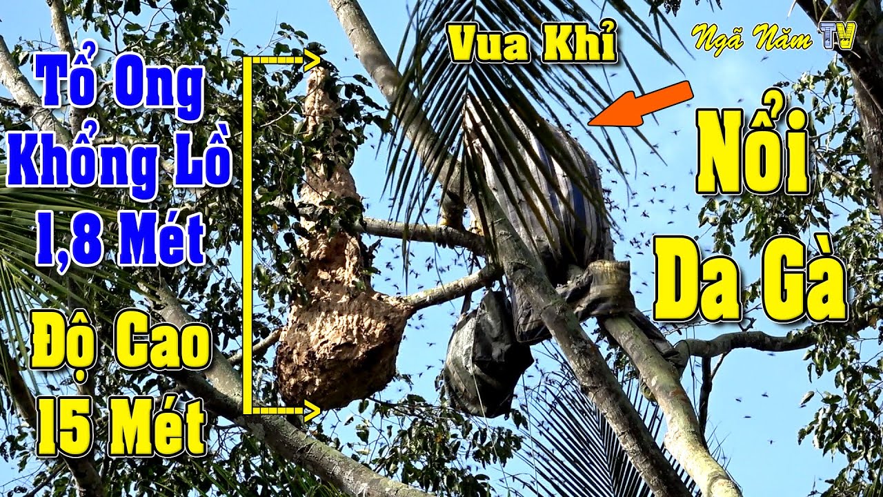 Rợn Người Vua Khỉ Bắt Ong Vò Vẽ Khổng Lồ Cao 15m Tổ 1,8m Xem 100 Lần Vẫn Nổi Gai Óc/NGÃ NĂM TV