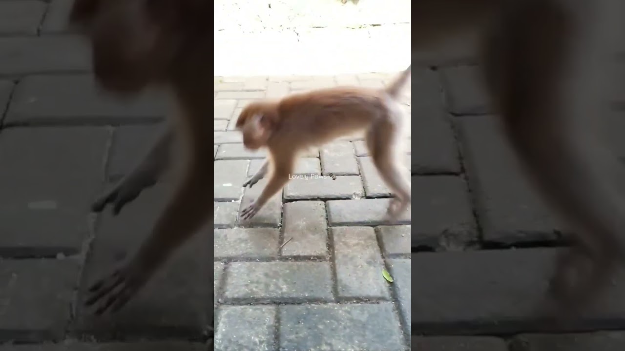 Let's dance - Mumu       #shorts #animals #pets #monkey #lovelypaws