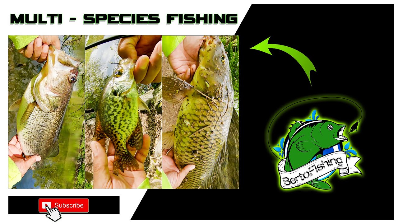 MULTI SPECIES Fishing.