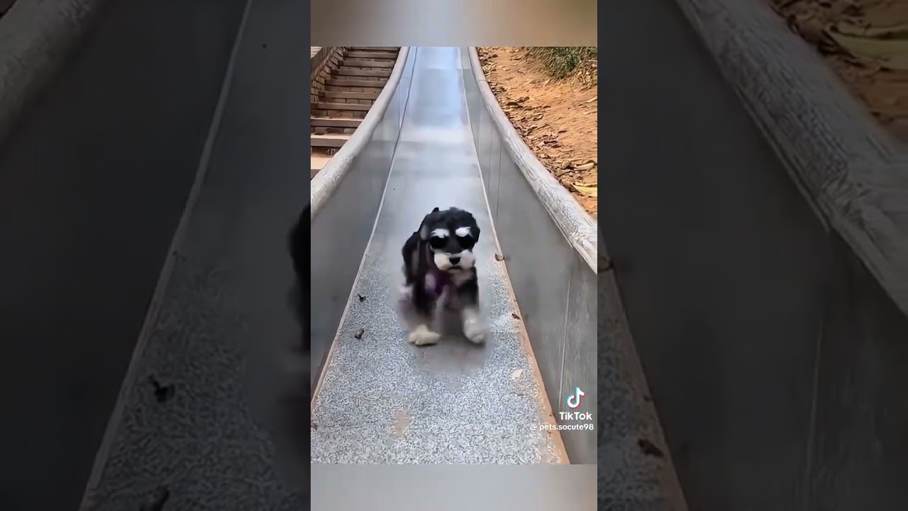 Dog are so silly and make you laugh🤣🤣🤣 #tiktok #funny #sillyshenanigans #sillydoggies
