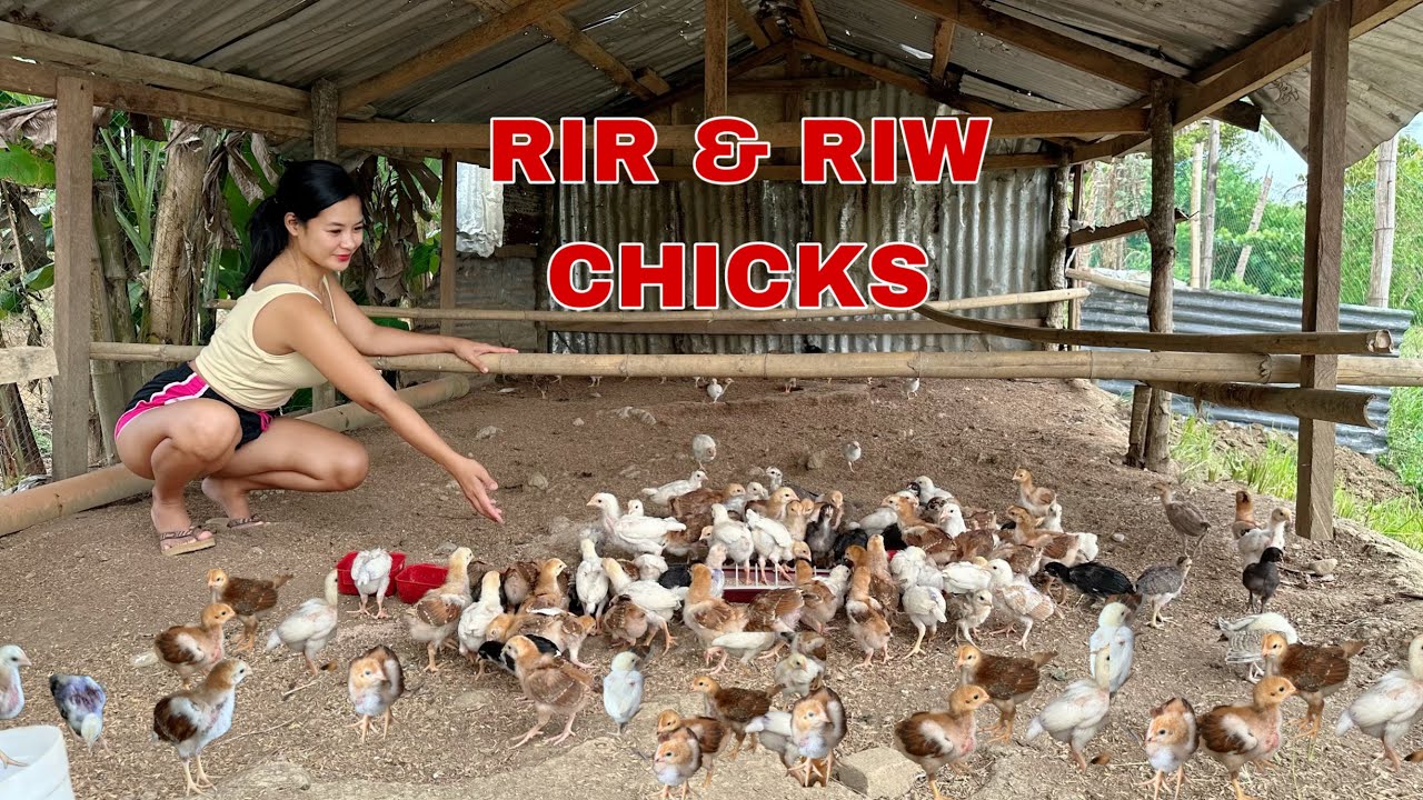 Ang lulusog nang mga bagong sisiw na Rhode island mula sa incubator! Naka free range narin sila!