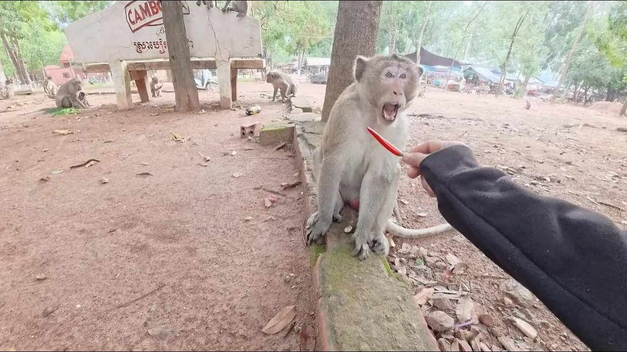The monkeys are waiting for food, but that one monky is So Crazy#animals #monkey #funny