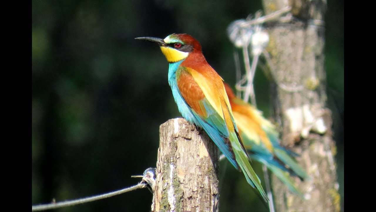 622. Vlha pestrá, European bee-eater, Bienenfresser, Золотистая щурка, Żołna zwyczajna