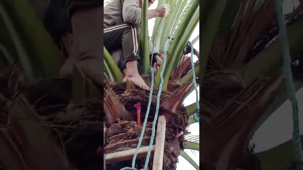 علاج الاصابة بسوسة النخيل بالقمة النامية لصنف البرحي.مقطع١(جراح النخيل)🌴🇾🇪