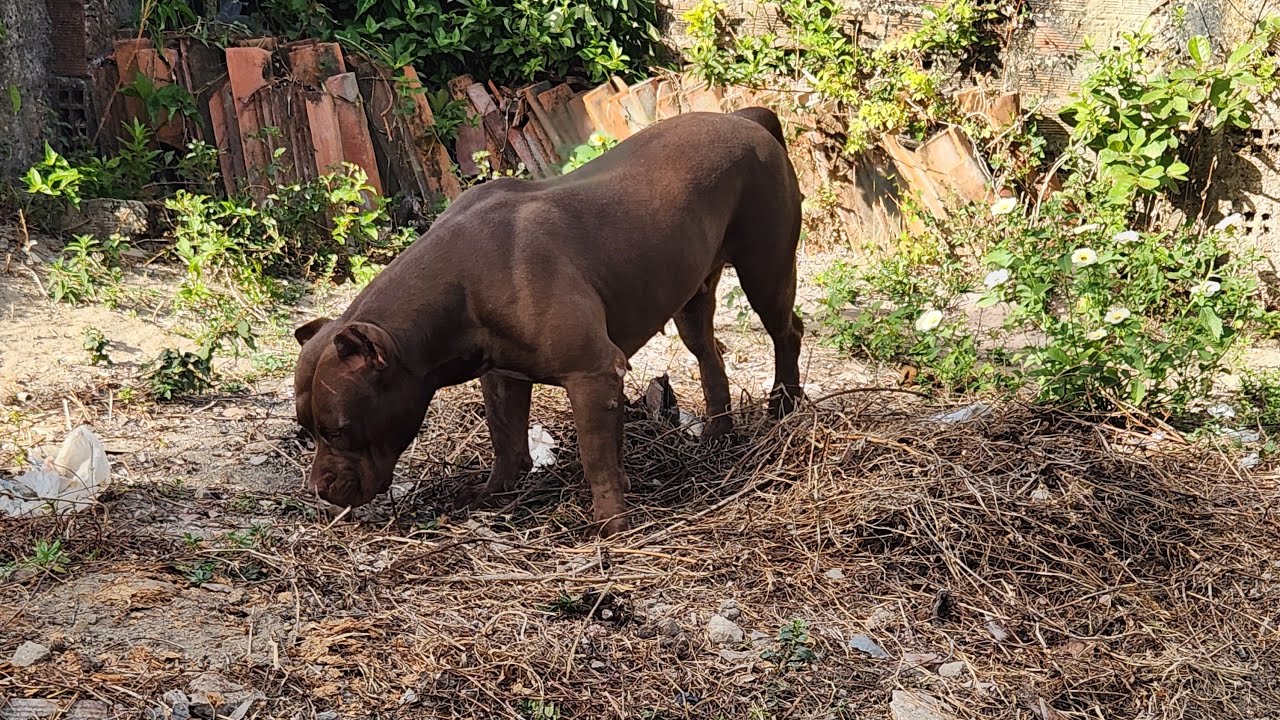Pitbull Cute Dog 🔥#lekthebestkennel