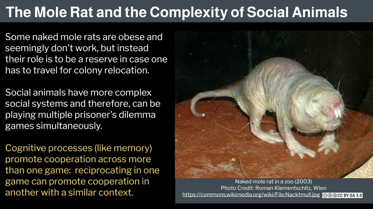 3. Human Behavioral Biology: Evolution of Behavior 2 by Robert Sapolsky
