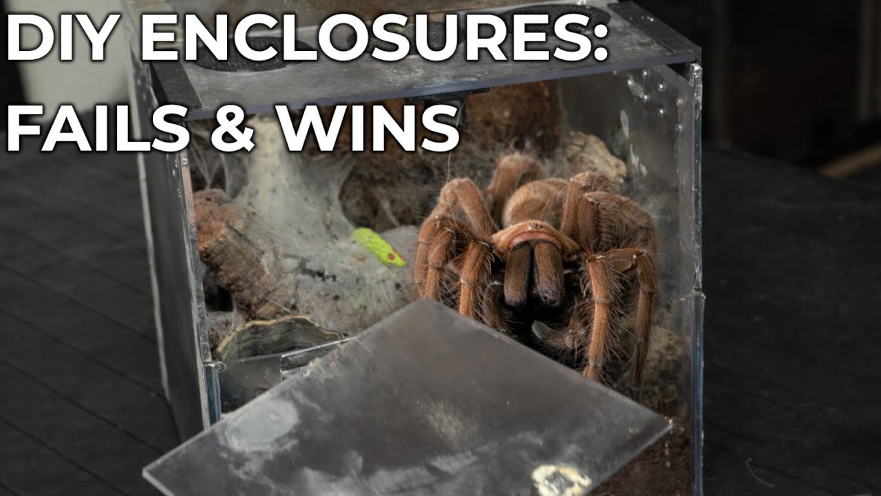 DIY Tarantula Enclosures: What Worked and What Failed
