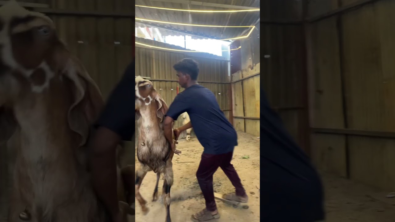 DEONAR BAKRA MANDI | MUMBRA BAKRA MANDI | #deonarmandi #goats  #bakramandi2025 #trending #viralvideo