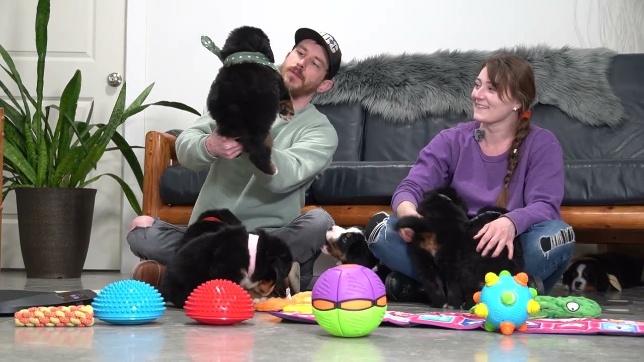 Reya's Bernese LItter Name Day!