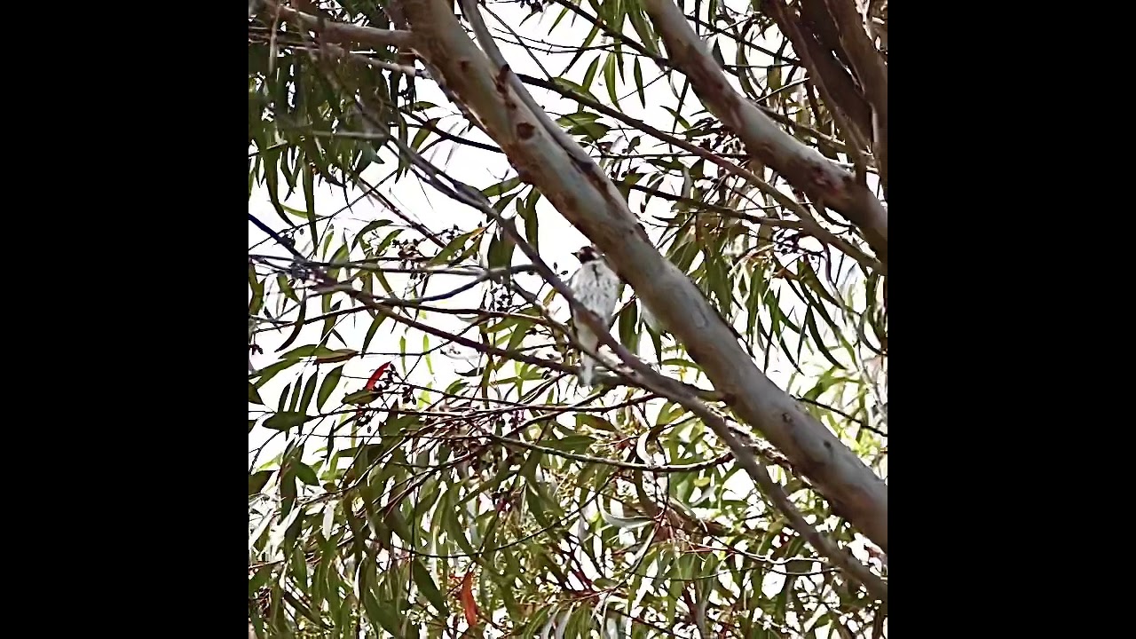 Greater Honeyguide (Indicator indicator)