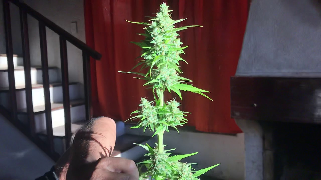 INCRE&Iacute;BLE |CRITICAL PURPLE | AUTO