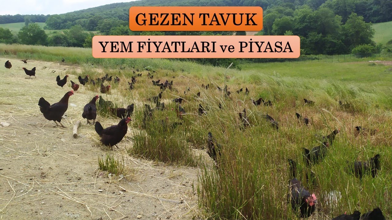 YEM FİYATLARI UÇTU ! - PİYASANIN SON DURUMU - ÇİFTLİK GÜNLÜĞÜ 8.VLOG