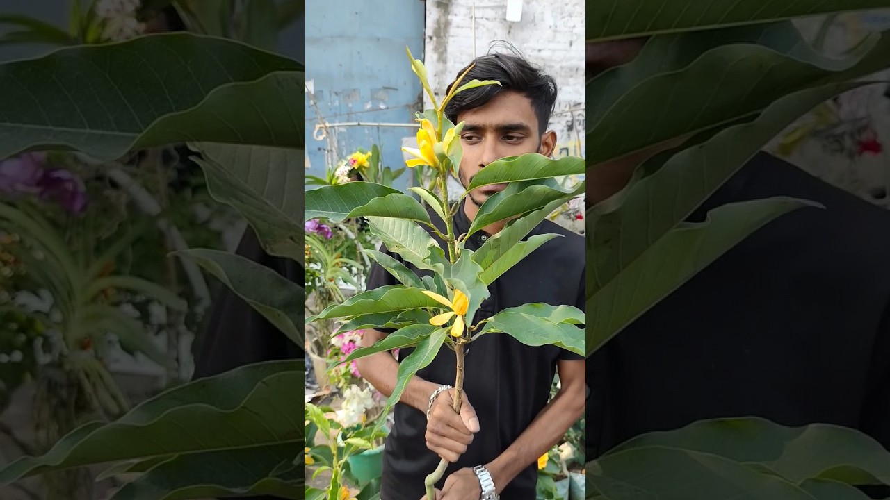 Amazing scented flowering plant Swarna champa #shorts #price