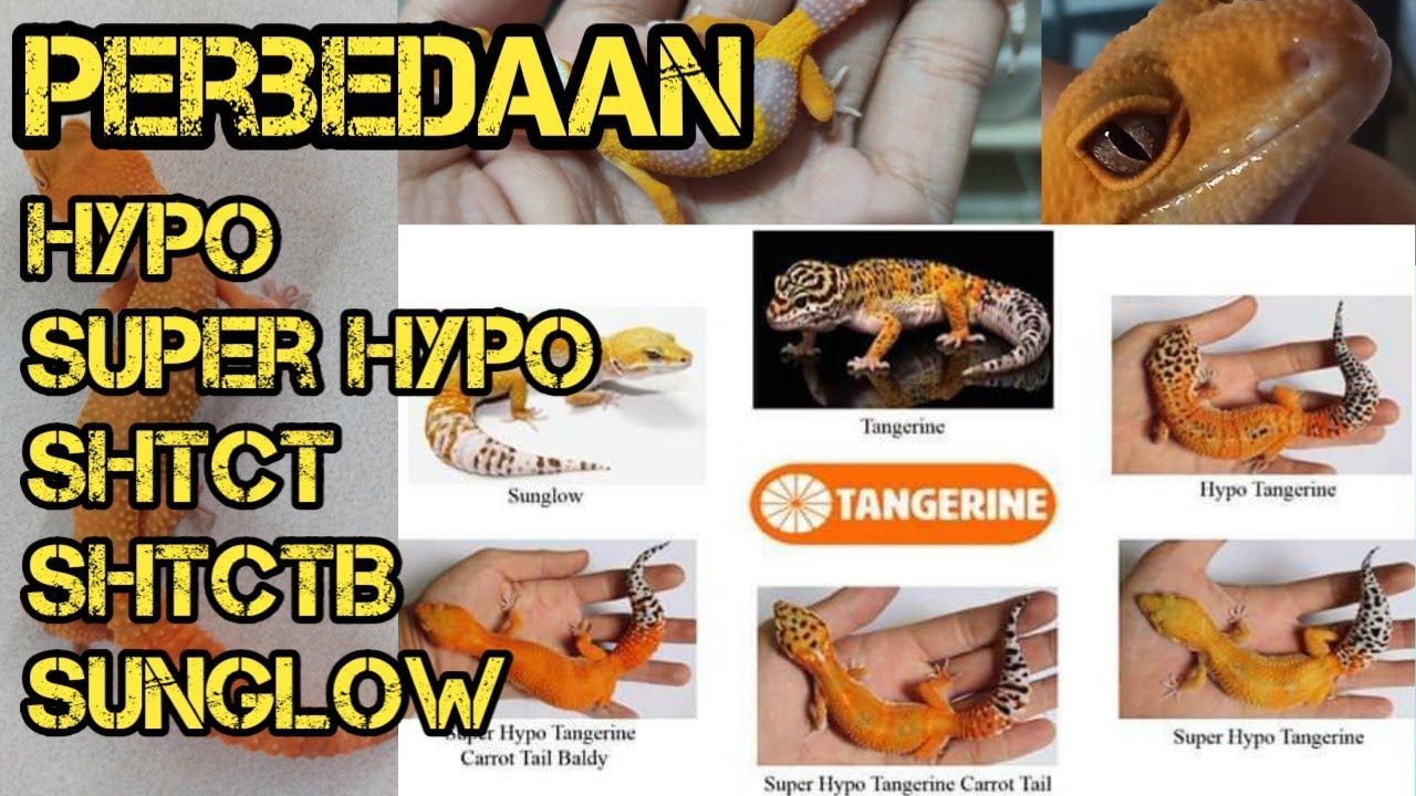 Membedakan Gecko Hypo, Super Hypo, SHCT, SHTCTB, Sunglow dan Carot Tail