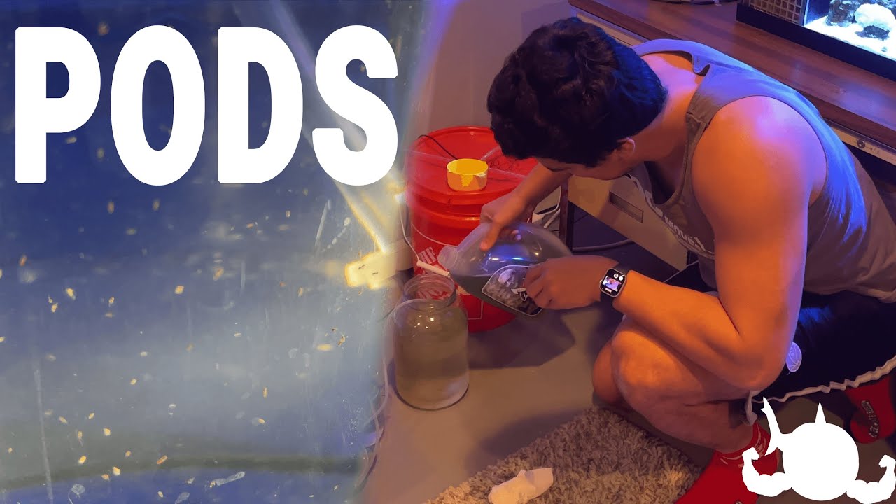 Culturing Copepods is Easy!