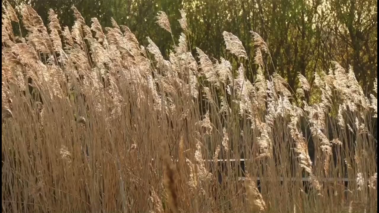 JULILEA - DEINE MAGIE Seelengesang - H&ouml;rbeispiel