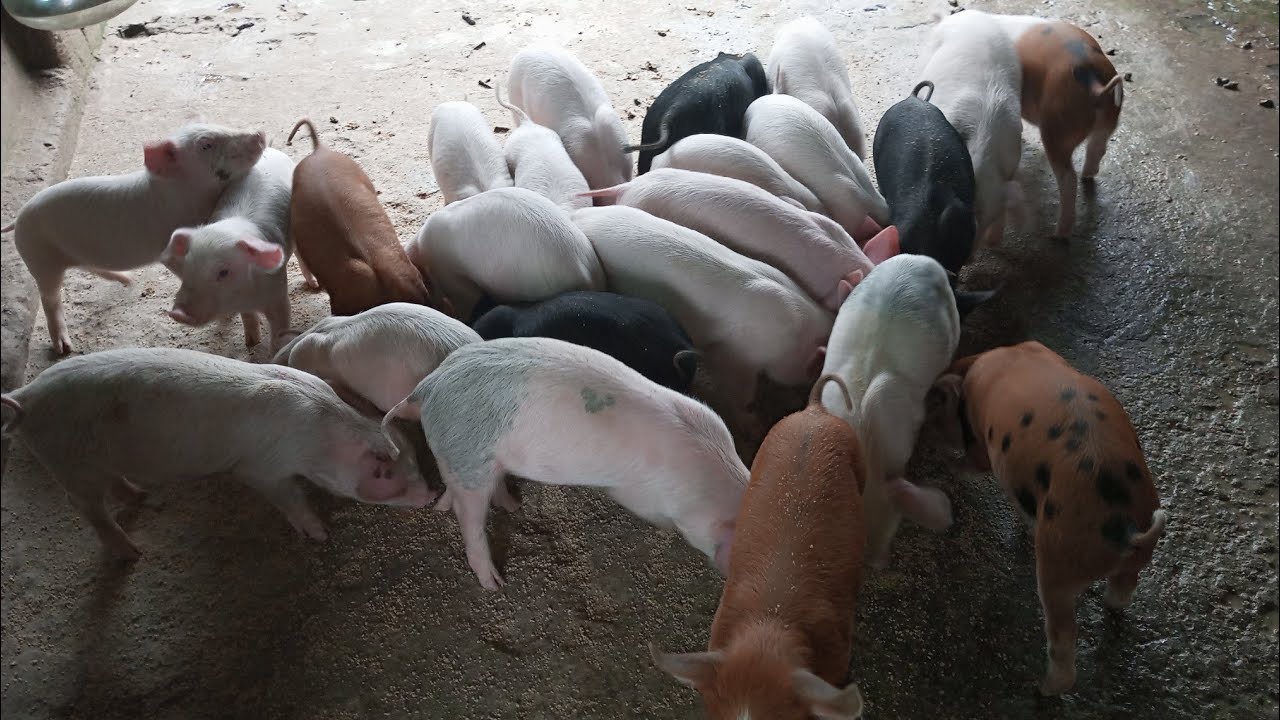 AANE Siang Pig Eyek FARM Patum RAMPA Siang district Arunachal Pradesh 2026