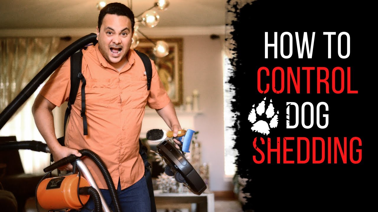How to control the shedding of my german shepherd service dog