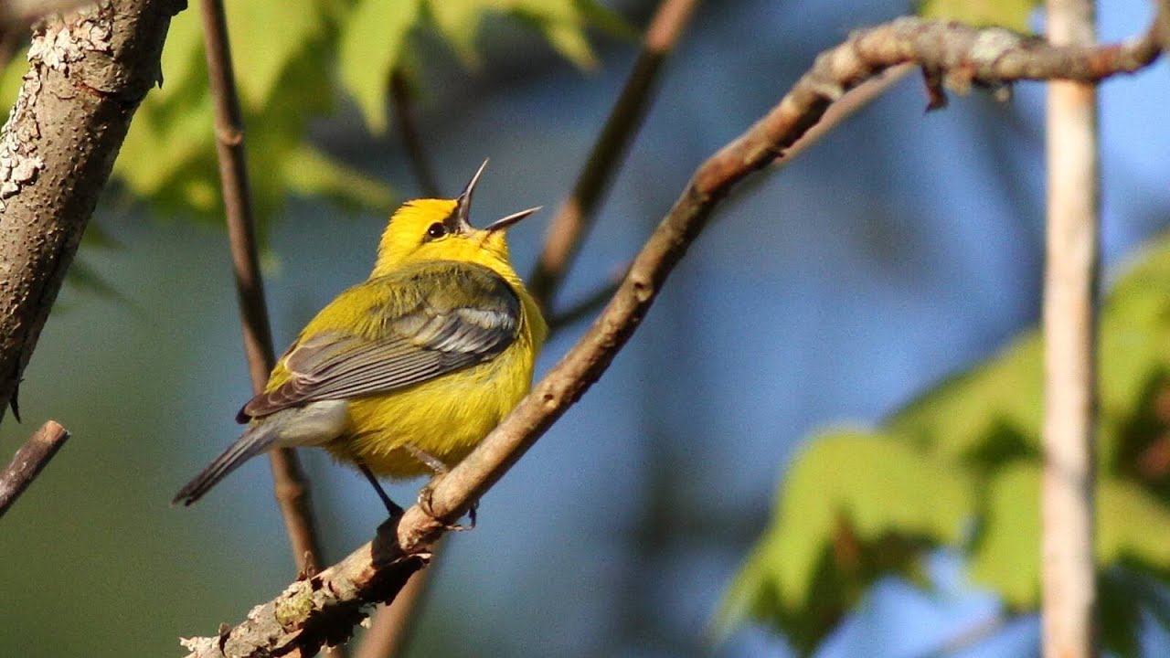 Sound recording, Part 1 | Birding Tools & Resources